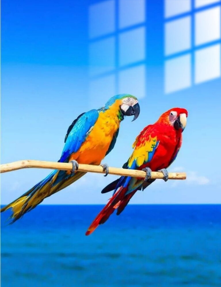 Loro 2