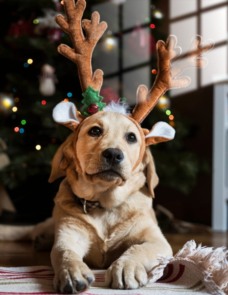Perro Navideño